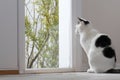 Cat Looking Out a Window Royalty Free Stock Photo