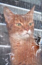 Cat looking out the window Royalty Free Stock Photo