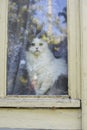 Cat looking out the window