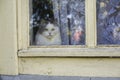 Cat looking out the window Royalty Free Stock Photo