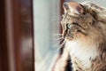 Cat looking out window Royalty Free Stock Photo