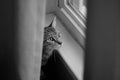 Cat looking out window Royalty Free Stock Photo