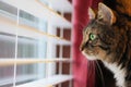 Cat Looking out window at day Royalty Free Stock Photo