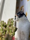 A cat looking out the window next to a cactus. Royalty Free Stock Photo