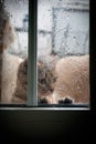 Cat Looking Out the Window at the Rain Royalty Free Stock Photo