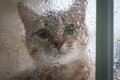 Cat Looking Out the Window at the Rain Royalty Free Stock Photo