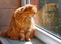Cat looking out the window on the rain. Royalty Free Stock Photo