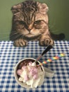 Cat looking over a cup of hot chocolate topped with whipped cream and marshmallows Royalty Free Stock Photo