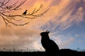 Cat looking the pigeon on branch Royalty Free Stock Photo