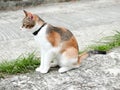 Cat looking for prey Royalty Free Stock Photo