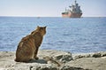 Cat looking at ship