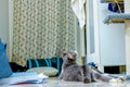 Cat looking something Royalty Free Stock Photo