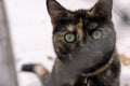 cat looking straight ahead Close up portrait of green eye of American shorthair cat of grey color. blurred background in Royalty Free Stock Photo