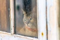 Cat looking thoughtfully through the window, alone through the window looking out Royalty Free Stock Photo