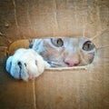 Cat looking thru hole in cardboard