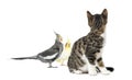 Cat looking at two cockatiel, isolated Royalty Free Stock Photo