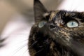 cat looking up Close up portrait of green eye of American shorthair cat of grey color. blurred background in light Royalty Free Stock Photo