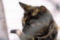 cat looking up Close up portrait of green eye of American shorthair cat of grey color. blurred background in light Royalty Free Stock Photo