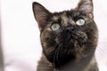 cat looking up Close up portrait of green eye of American shorthair cat of grey color. blurred background in light Royalty Free Stock Photo