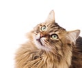 Cat looking up. Muzzle Royalty Free Stock Photo