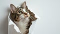 cat looking up in paper side torn hole isolated. Generative Ai Royalty Free Stock Photo