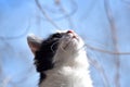 Cat looking up to heaven, view of cat nose from below, cat and sky. Close-up of cat head, whiskers and pink muzzle