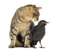 Cat looking at a Western Jackdaw, isolated