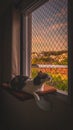 Cat looking through window at sunset Royalty Free Stock Photo