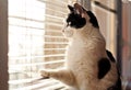 Cat looking at the window Royalty Free Stock Photo