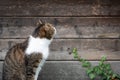 Cat looking at wooden wall outdoors Royalty Free Stock Photo