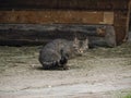 Cat looking at you from a farm entrance Kitten peeking from the rusty metal step of the rustic farmer\'s barn Royalty Free Stock Photo