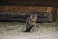 Cat looking at you from a farm entrance Kitten peeking from the rusty metal step of the rustic farmer\'s barn Royalty Free Stock Photo