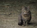 Cat looking at you from a farm entrance Kitten peeking from the rusty metal step of the rustic farmer\'s barn Royalty Free Stock Photo