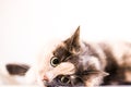 A cat is looking at you Royalty Free Stock Photo