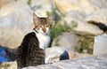 Cat looking at you and sitting on the stones Royalty Free Stock Photo
