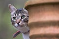 Cat looks from behind a pot Royalty Free Stock Photo