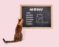 The cat looks at the black board with the cats menu, rear view. Pet feeding Royalty Free Stock Photo