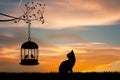 Cat looks at the caged birds