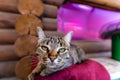 The cat looks into the camera, Wide angle portrait