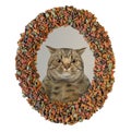 Cat looks through dry food frame Royalty Free Stock Photo