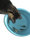 The cat looks at the fish in the basin. Cat wants to fish Royalty Free Stock Photo