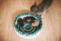 The cat looks at four fluffy kittens sleeping in a bright basket