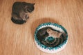 The cat looks at four fluffy kittens sleeping in a bright basket