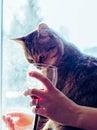 A cat looks in a glass of red wine Royalty Free Stock Photo