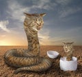 Cat snake and its cub Royalty Free Stock Photo