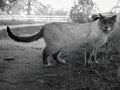 cat looks like lion