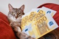 The cat looks at money 200 euros, close-up