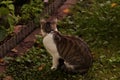 Cat looks at the mouse in garden