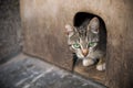 Cat looks out of the cellar Royalty Free Stock Photo