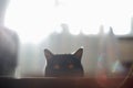 Cat looks out hiding, surprise, hunting sunlight Royalty Free Stock Photo